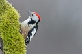 Dzięcioł średni - Middle spotted woodpecker - Dendrocopos medius
